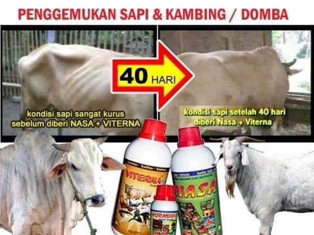 Jual Vitamin Penggemuk Ternak  Babi  di 
Barabai 0857 9711 6827 
