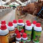 Jual Vitamin Penggemuk Ternak  Babi  di 
Rantau 0857 9711 6827 
