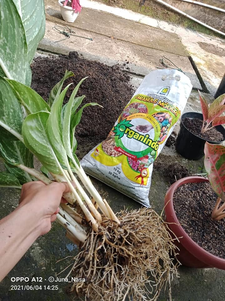 Harga  Pupuk Organik Granule Nasa di 
Pacar Kembang WA 0857 9711 6827 