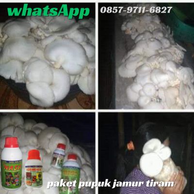 Agen Nasa Jual Pupuk Poc Nasa Untuk Jamur Tiram di Bandar Lampung