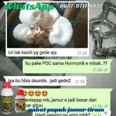 Agen Nasa Jual Pupuk Jamur Tiram Putih di Madiun