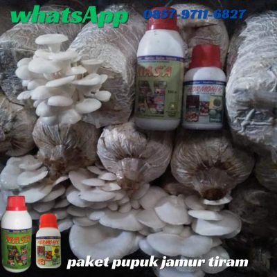 WA 0857 9711 6827 Paket Pupuk Untuk Jamur Tiram di Nganjuk