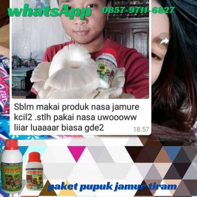 WA 0857 9711 6827 Pupuk Yang Bagus Untuk Jamur Tiram di Lhokseumawe