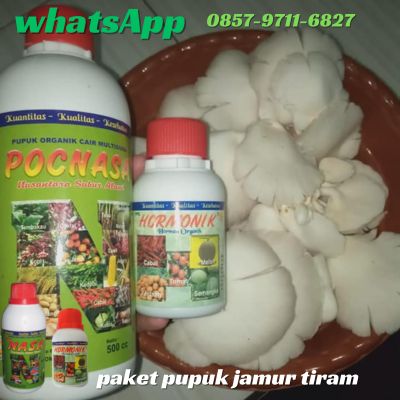 Agen Nasa Jual Pupuk Perangsang Pertumbuhan Jamur Tiram di Lubuklinggau