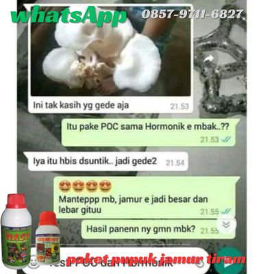 Agen Nasa Jual Pupuk Jamur Tiram Putih di Cileunyi