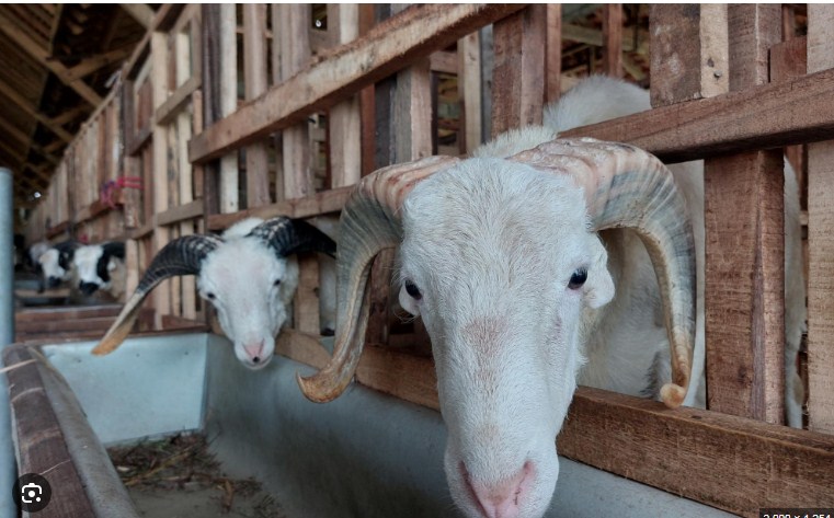 Grosir Kambing Aqiqah di purwakarta  - WA 0857 9711 6827