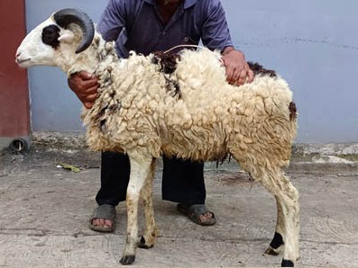 Grosir Kambing Aqiqah di purwakarta  - WA 0857 9711 6827