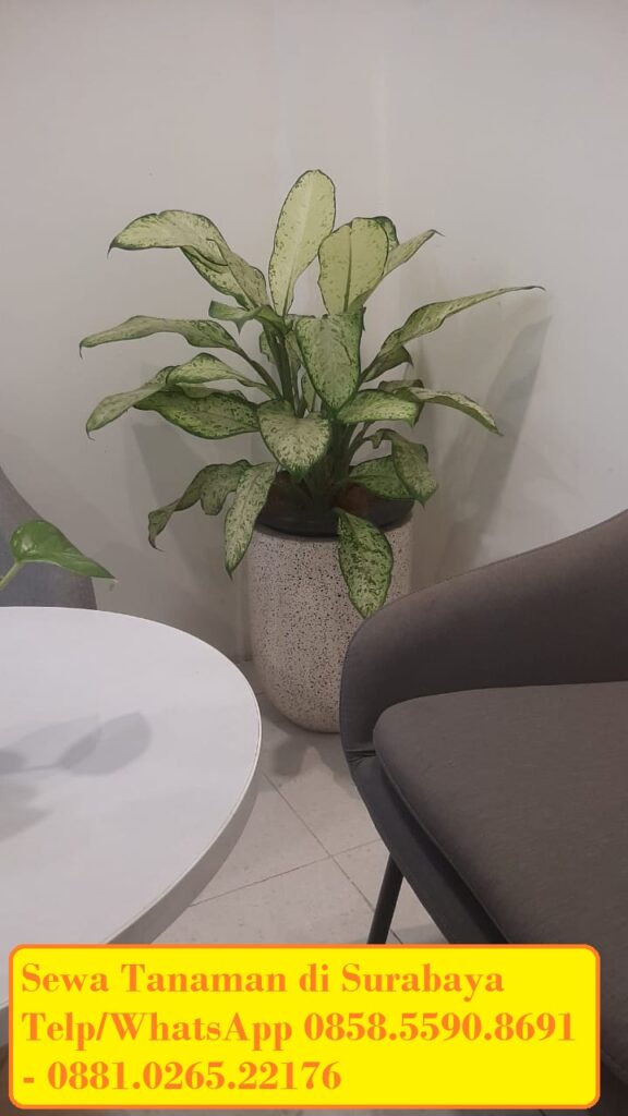Sewa tanaman kantor Surabaya - 0858-5590-8691